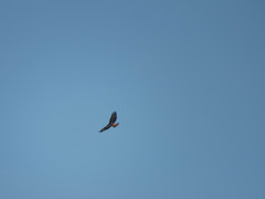 Buteo jamaicensis