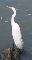 Ardea alba