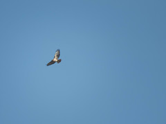 Buteo jamaicensis