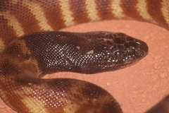 Aspidites melanocephalus