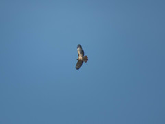 Buteo jamaicensis