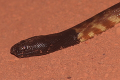 Aspidites melanocephalus