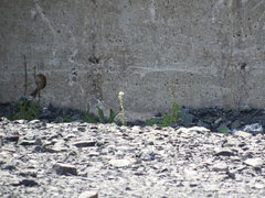 Melospiza melodia image