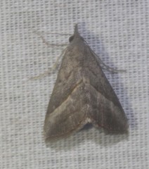 Hypena degesalis