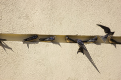 Hirundo rustica