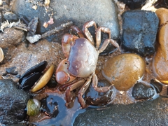 Cyclograpsus granulosus