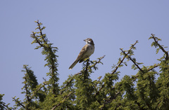 Chondestes grammacus