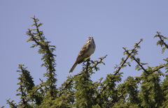 Chondestes grammacus