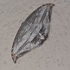 Morphomima fulvitacta