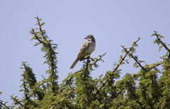 Chondestes grammacus