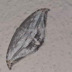 Morphomima fulvitacta