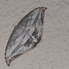 Morphomima fulvitacta