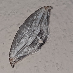 Morphomima fulvitacta