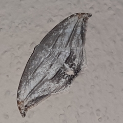 Morphomima fulvitacta