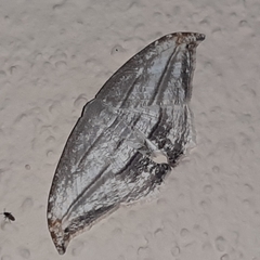 Morphomima fulvitacta