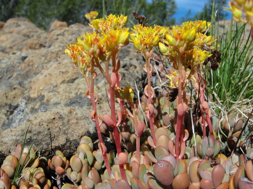 Blue Creek stonecrop (Sedum citrinum)