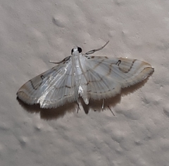 Neurophyseta