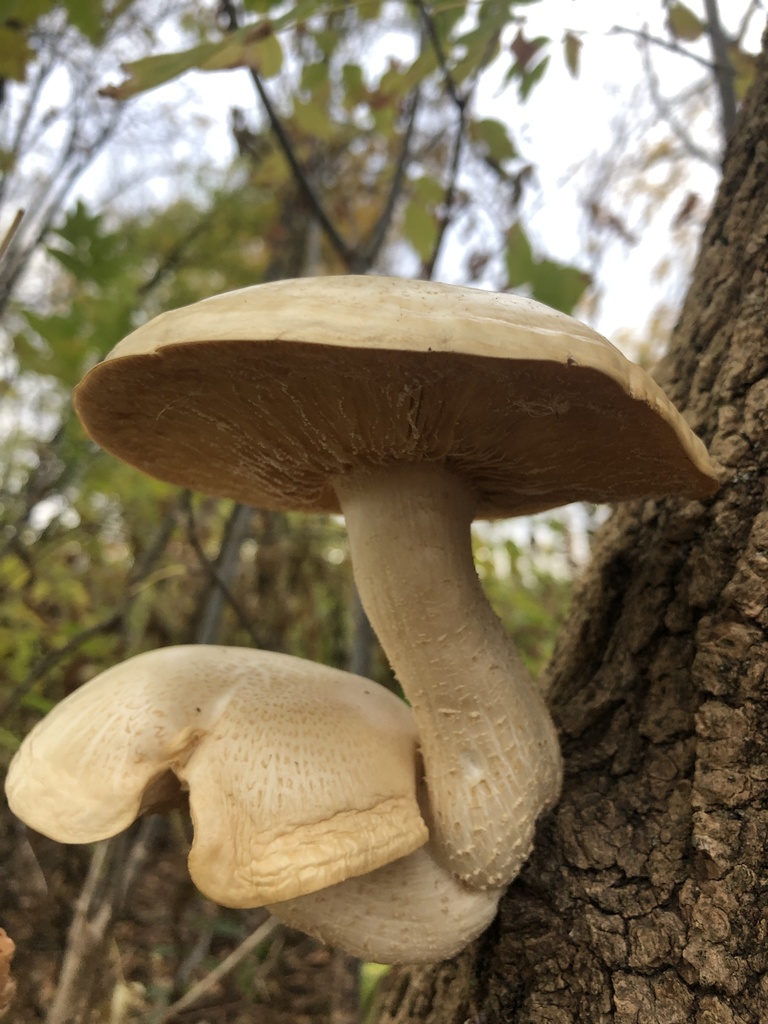 Elm Mushroom (Agaric mushrooms of montana) · iNaturalist