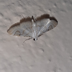 Neurophyseta