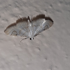 Neurophyseta