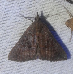 Hypena vetustalis