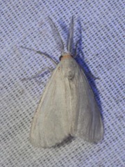 Neoplynes eudora