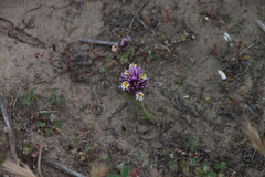 Castilleja densiflora