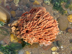 Clathria