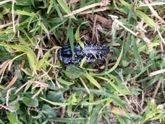 Lampetis dilaticollis