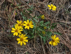Heliopsis parvifolia
