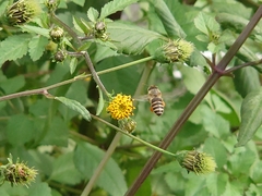 Apis cerana japonica