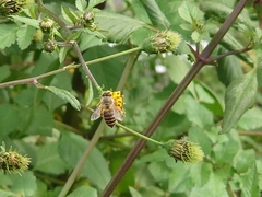 Apis cerana japonica