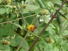 Apis cerana japonica