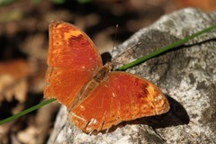 Bebearia orientis
