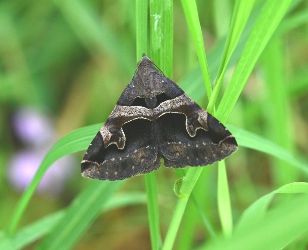 Panula inconstans