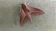 Theretra alecto