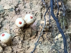 Calostoma ravenelii ravenelii