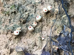 Calostoma ravenelii ravenelii