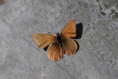 Monile gemmifera gemmifera