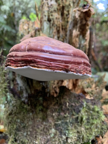 West Coast Reishi