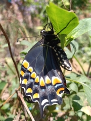 Papilio polyxenes asterius