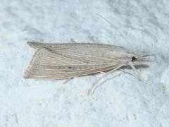 Eoreuma densellus