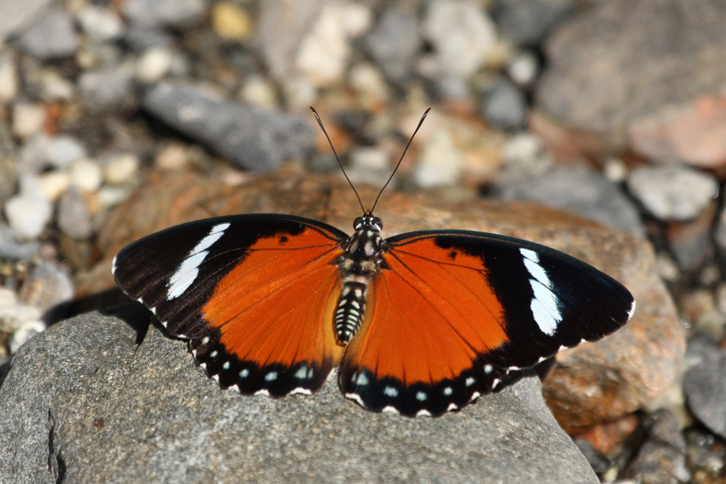 Euphaedra