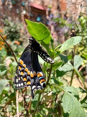 Papilio polyxenes asterius