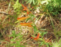 Castilleja patriotica