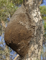 Nasutitermes walkeri