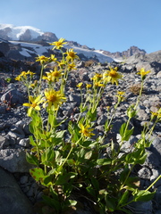 Arnica gracilis