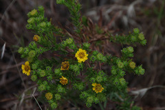 Deinandra clementina