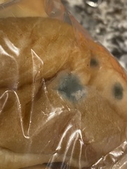 Penicillium chrysogenum