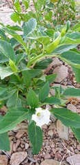 Datura leichhardtii